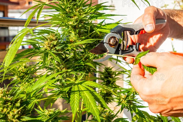 Man cutting marijuana buds at a marijuana farm with scissors. medicinal cannabis