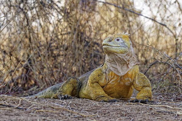 Druze-headed land iguana