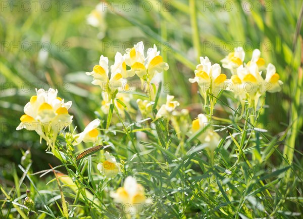 Common toadflax