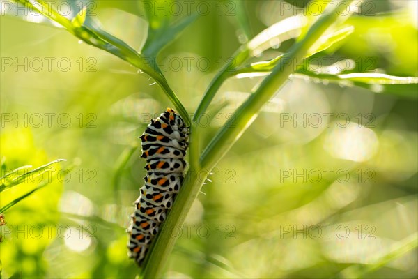 Swallowtail