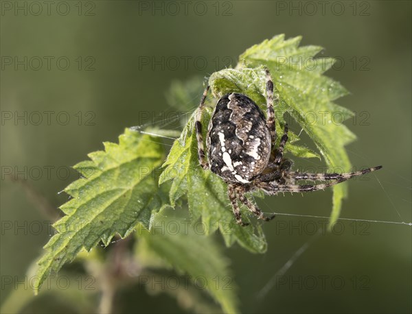 European garden spider