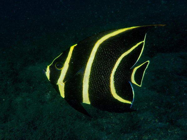 Juvenile French angelfish