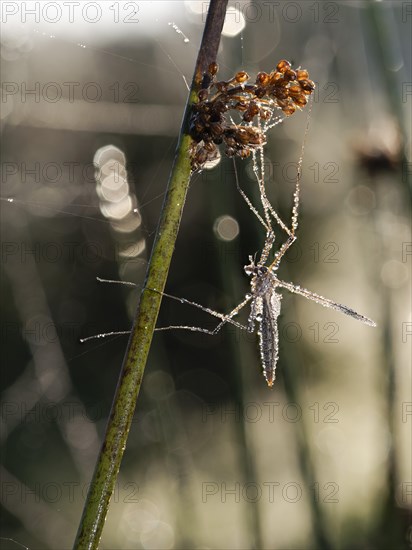 Crane fly