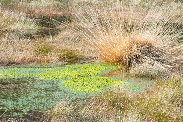 Whistling-grass or moor-grass