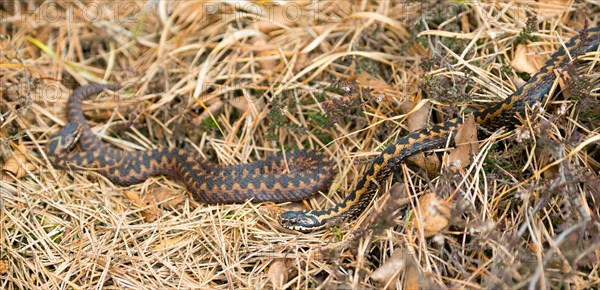 Two wild adder