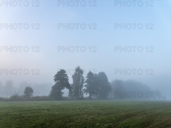 Fog over meadows and trees