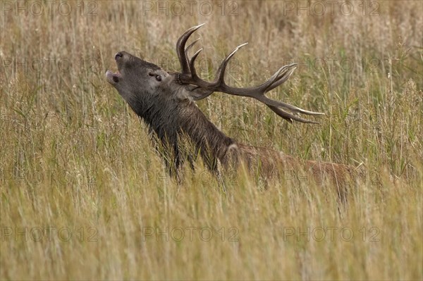 Red deer