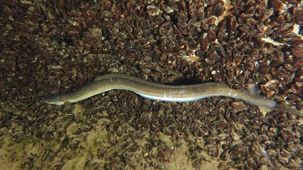 European eel