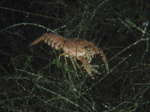 Crayfish