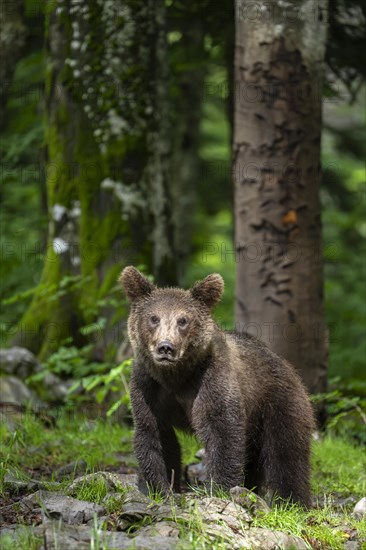 European brown bear