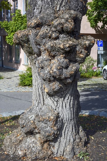 Growths on a lime tree