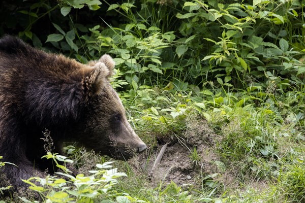 Brown bear in the animal enclosure