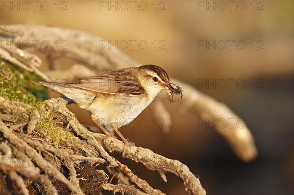 Reed Warbler