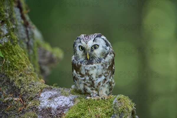 Tengmalm's Owl