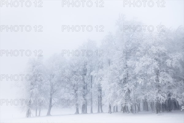 Winter beech forest with hoarfrost on the trees and fog on Mount Kandel