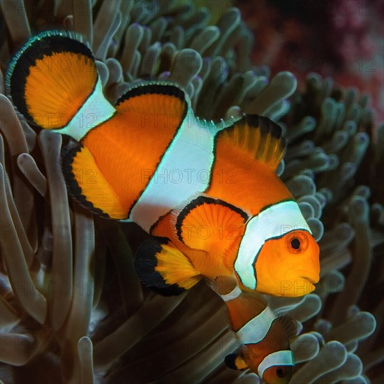 Close-up of anemonefish ocellaris clownfish
