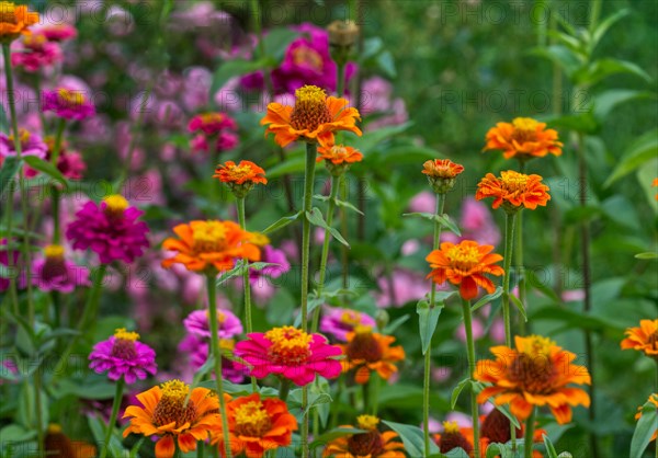 Zinnias