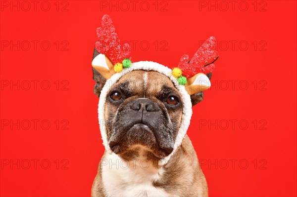 Fawn French Bulldog dog wearing red Christmas reindeer antler headband in front of red background