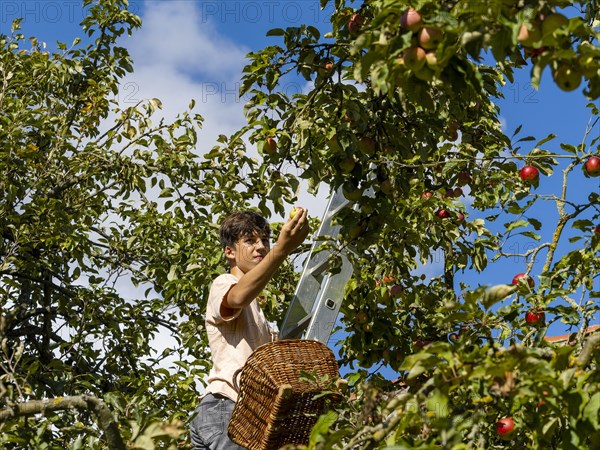 Young man on ladder picking apples on tree