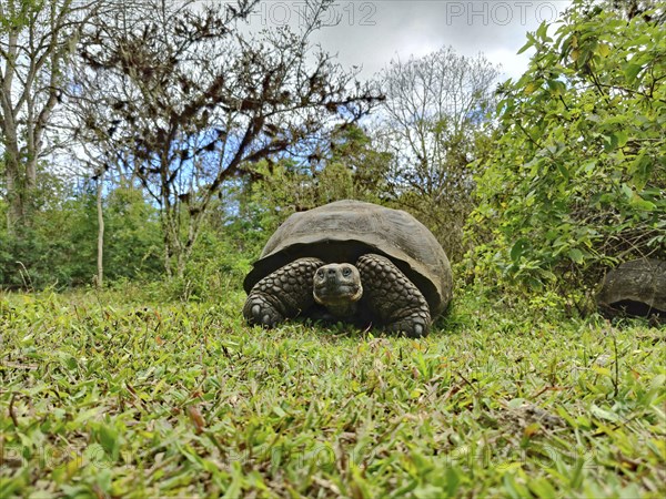 Galapagos giant tortoises