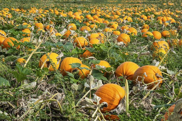 Pumpkin field with ripe pumpkins in Loederup