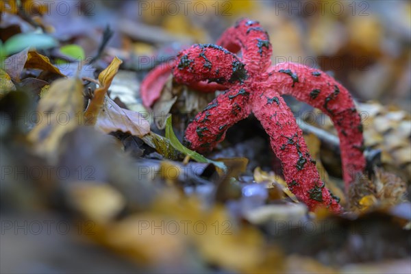 Octopus stinkhorn