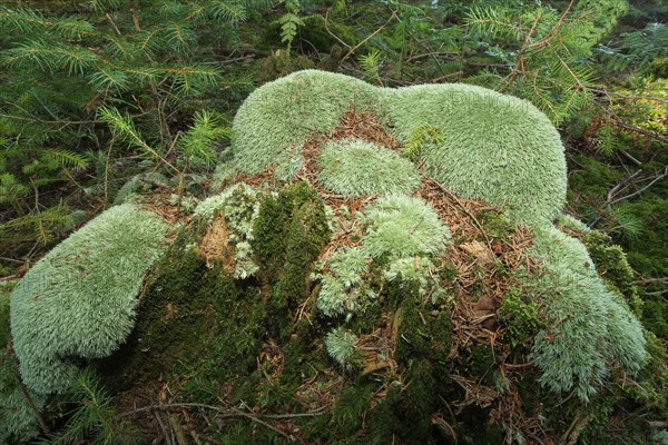 Leucobryum moss