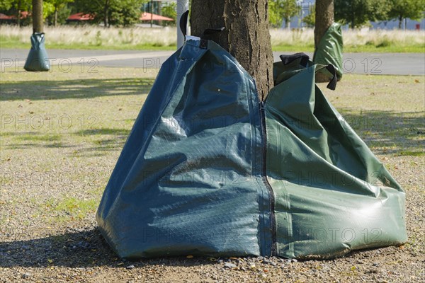 Irrigation bags on the tree