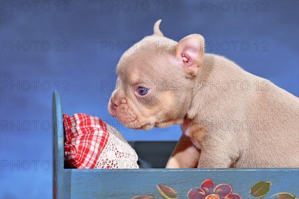 New Shade Isabella Orange Tan maskless French Bulldog dog puppy in bed in front of blue background