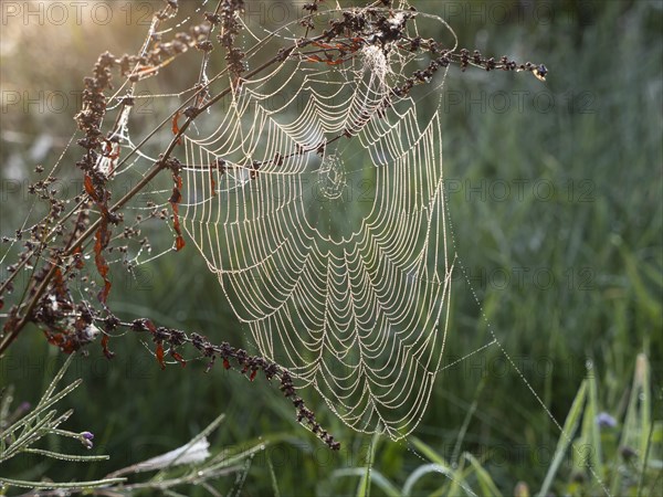 Spider's web in the morning dew early in the morning against the light in old wives' summer