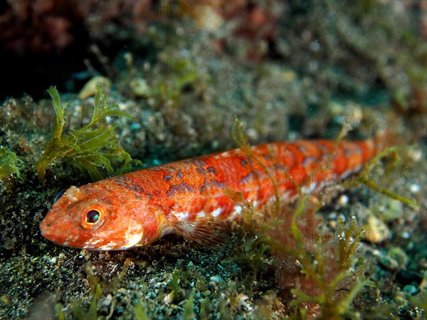 Juvenile lizardfish