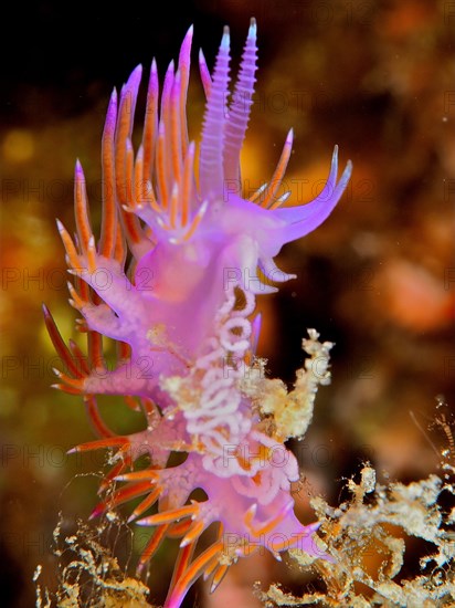 Purple thread snail