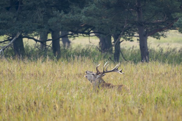 Red deer