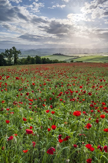 Poppy field in front of Poggio Covili estate with cypress