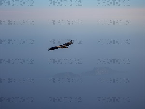 Griffon vulture