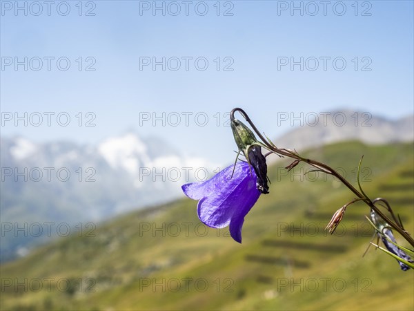 Harebell