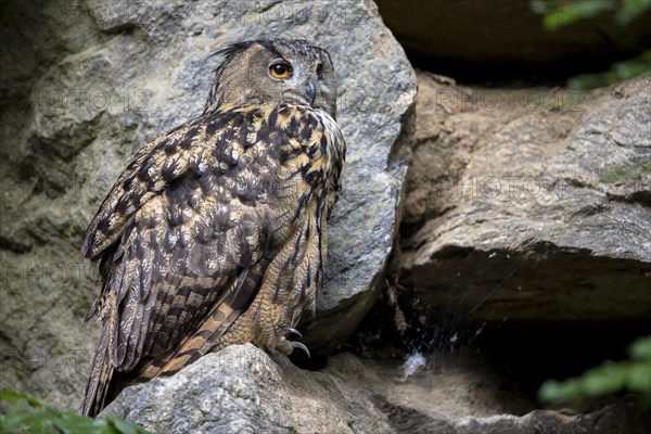 Eurasian eagle-owl