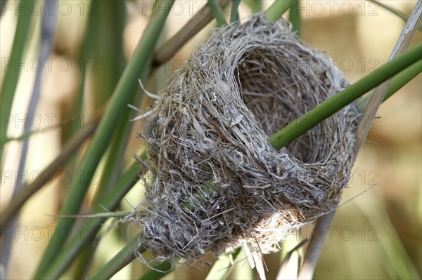 Savi's warbler