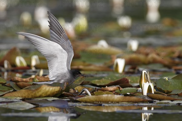 Black Tern