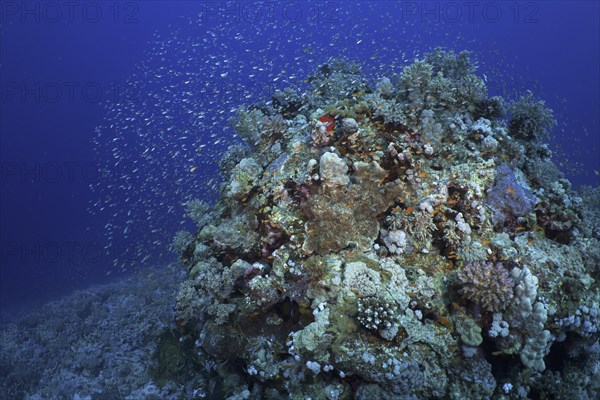 Large school of red sea glassfish