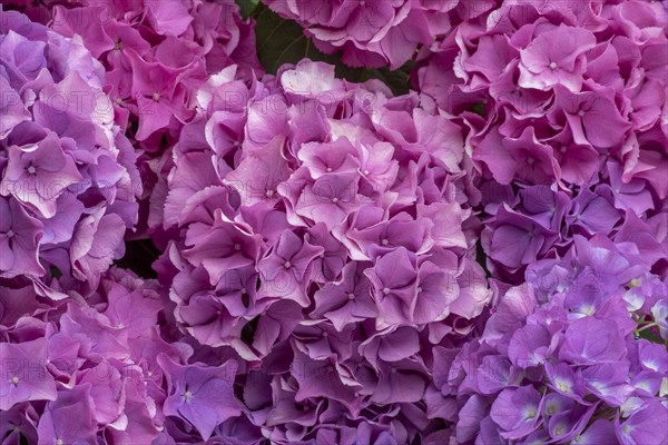 Pink hydrangea