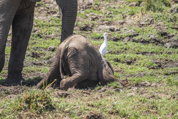 Baby elephants