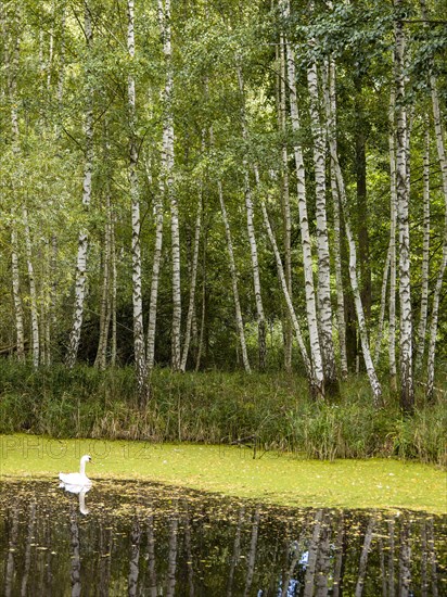 Pond with swan at birch forest