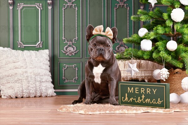 French Bulldog dog wearing ribbon headband next to Christmas tree and Merry Christmas sign