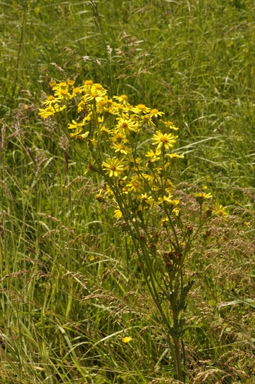 Jacobea Vulgaris Or Senecio Jacob