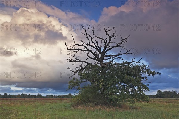 Dying oak on the Elbe meadows in autumn