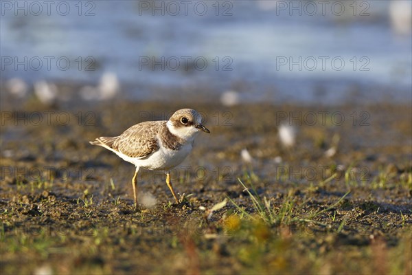 Little Ringed Plover