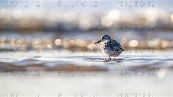 Sanderling