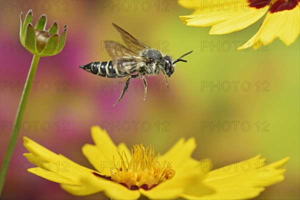 Unarmoured leaf-cutting cuckoo bee