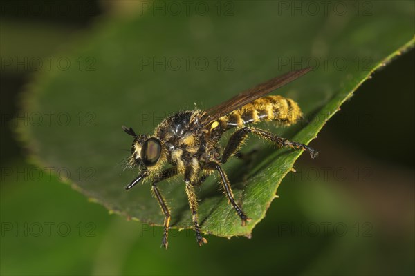 Fringe murder fly